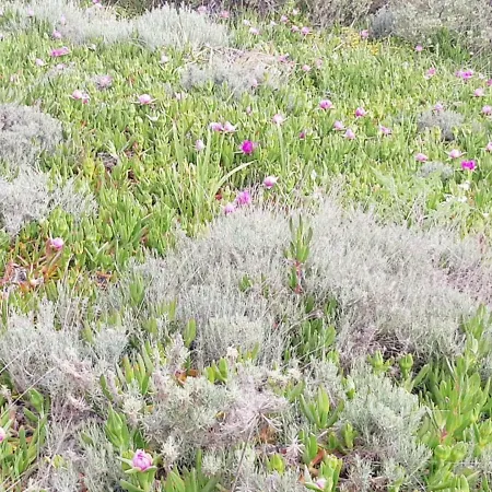 Sansone アパート *