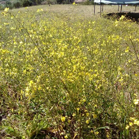 Sansone * ポルトフェッラーイオ