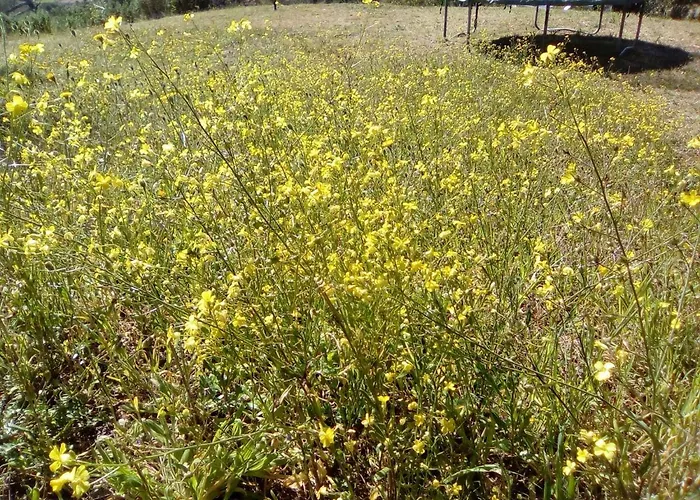 Sansone * Portoferraio